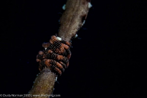 "Wrapped Up"
A tiny Brittle Star tightly wrapped around ... by Dusty Norman 
